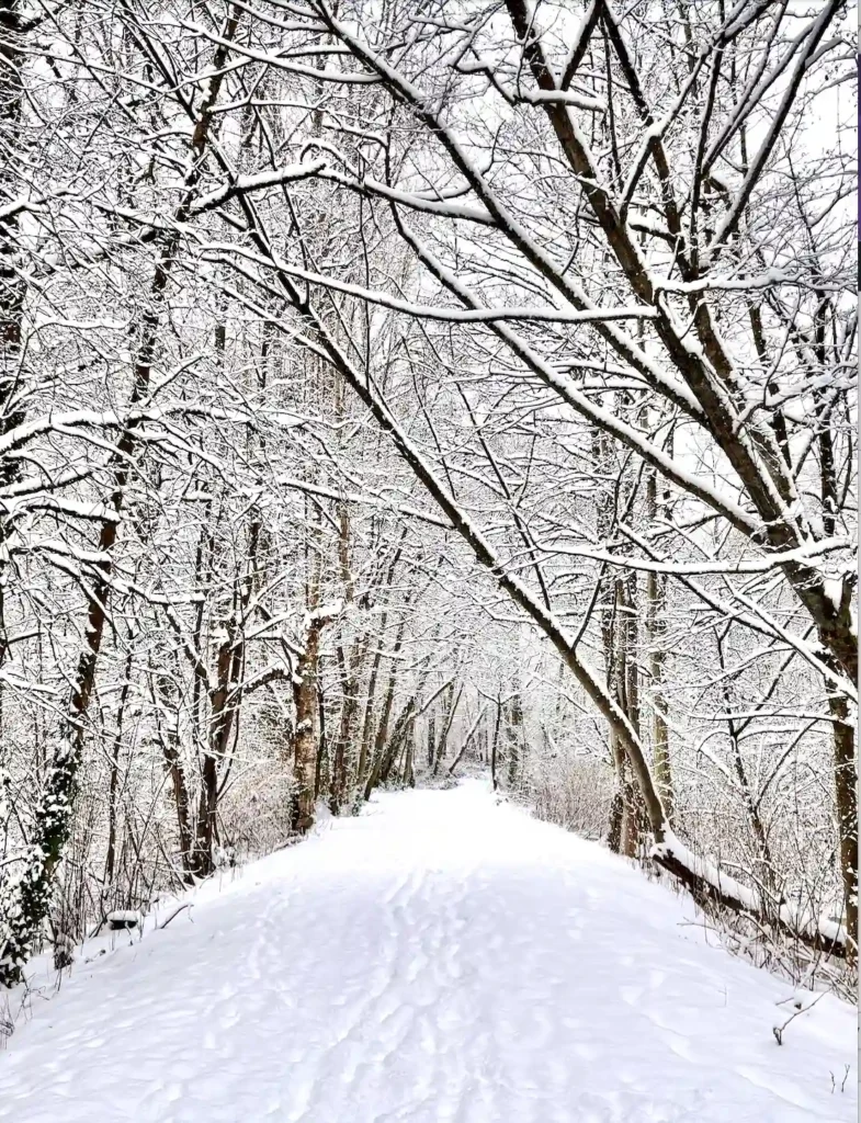 A snow-covered tree lined pathway in winter in Vancouver BC