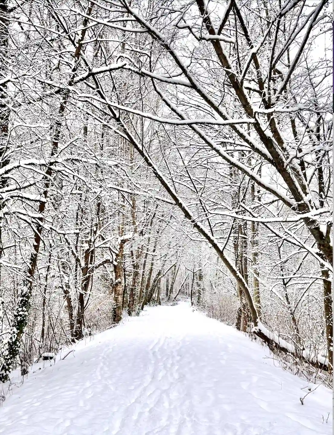 A snow-covered tree lined pathway in winter in Vancouver BC